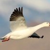 Snow Goose